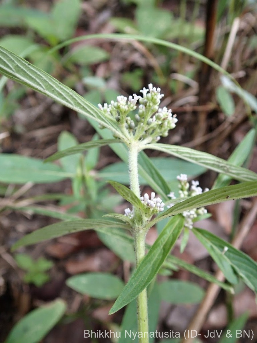 Knoxia sumatrensis (Retz.) DC.